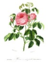 Pasted Graphic 11